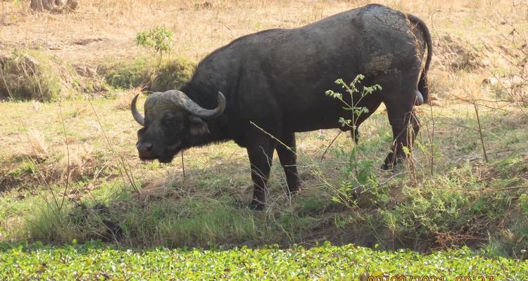 Ultimate Victoria Falls, Chobe national park et Hwange - 8 jours - Little Roz Tours 4