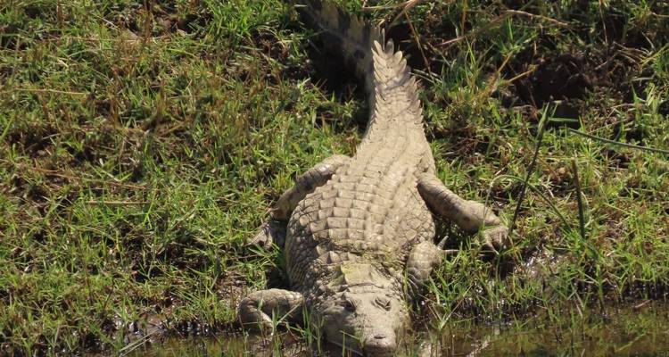 Ultimate Victoria Falls, Chobe national park et Hwange - 8 jours - Little Roz Tours 10