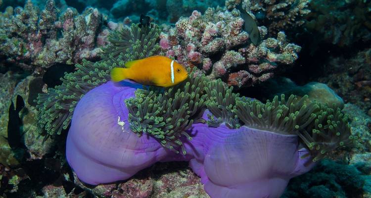 Tailor-Made Maldives Holiday at Thoddoo, Daily Departure & Private Guide - Agate Travel 3