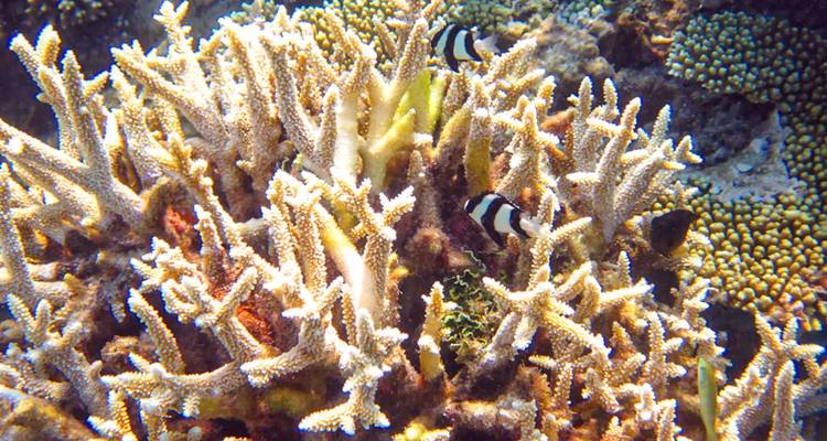 Vacances sur mesure aux Maldives à Thoddoo, départ quotidien et guide privé - Agate Travel 8