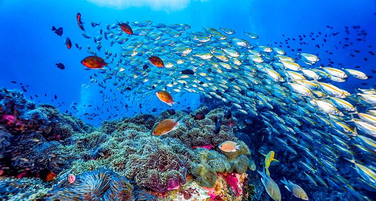 Vacances sur mesure aux Maldives à Thoddoo, départ quotidien et guide privé - Agate Travel 5