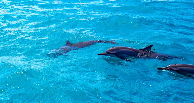 Groupe de dauphins nageant dans une eau bleue claire.