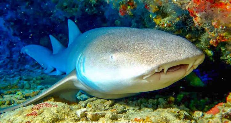 Gros plan d'un requin se reposant sous l'eau.