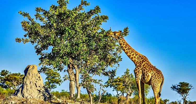 Tailor-Made Best Zimbabwe Safari Tour, Daily Start - Agate Travel 2