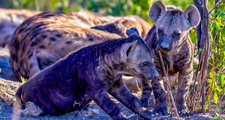 Tailor-Made Best Zimbabwe Safari Tour, Daily Start - Agate Travel 8