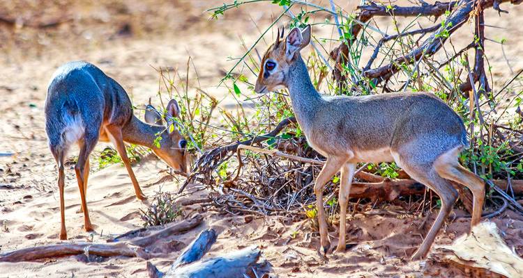 Tailor-Made Private Zimbabwe Victoria Falls Adventure, Daily Departure - Agate Travel 8