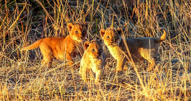 Tailor-Made Private Zimbabwe Victoria Falls Adventure, Daily Departure - Agate Travel 10