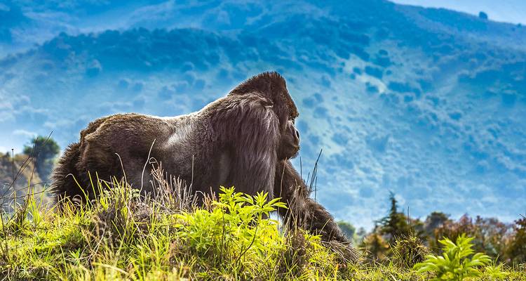 Circuit sur mesure au Rwanda, départ quotidien et voyage privé - Agate Travel 9