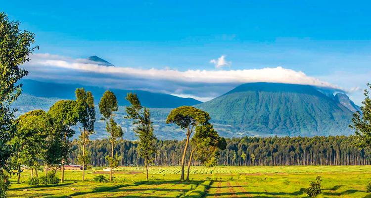 Circuito privado personalizado a Ruanda para ver gorilas con salida diaria - Agate Travel 3