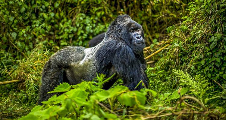 Circuito privado personalizado a Ruanda para ver gorilas con salida diaria - Agate Travel 8
