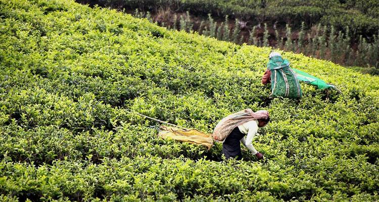 Trabajadores cosechando hojas de té en una plantación verdosa.