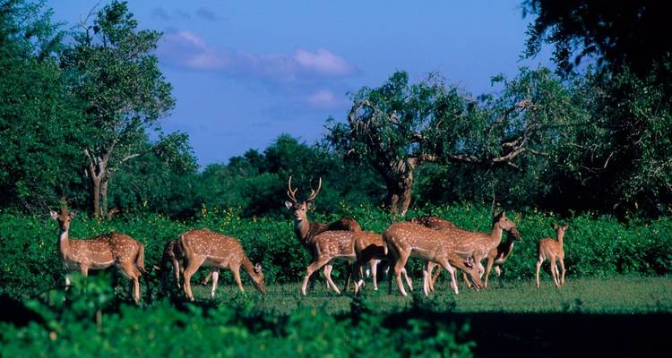 Manada de ciervos pastando en un campo verde y exuberante.