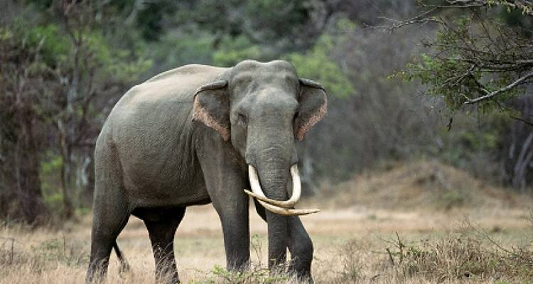 SRI LANKA SAFARI & WILDLIFE TOUR - Tweet World Travel 8