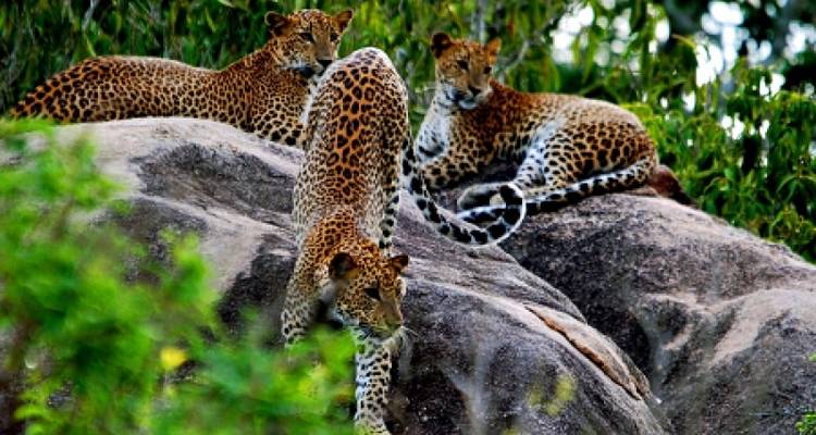 SRI LANKA SAFARI & WILDLIFE TOUR - Tweet World Travel 10