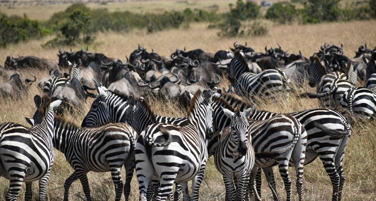 13 Days Tanzania  and Kenya Midrange Lodges & Camps  Safari - Exciting Africa Holidays 4
