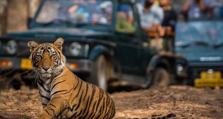 Un tigre assis sur le sol avec des jeeps et des personnes en arrière-plan.