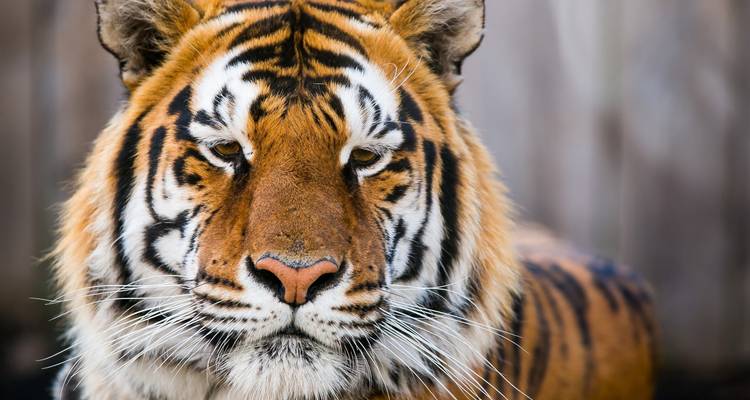 Primer plano de la cara de un tigre con un fondo de madera.