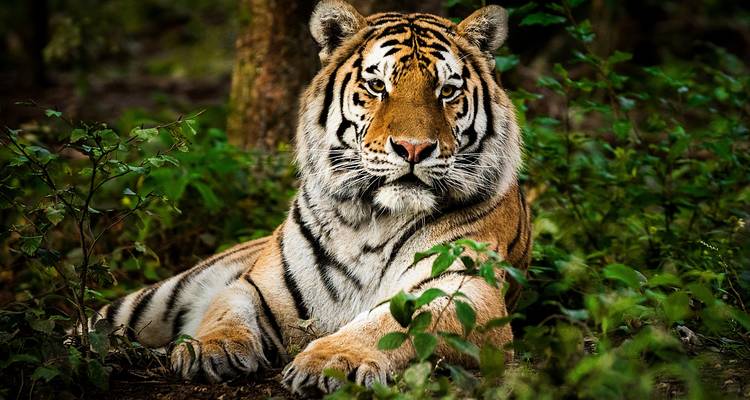 Tigre se prélassant dans un cadre forestier.