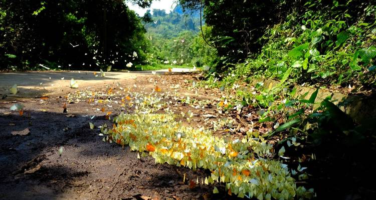 Vietnam Jungle Escape in 15 Days - Cuc Phuong National Park/ Halong Bay / Mekong Delta - PrestiGo Asia 7
