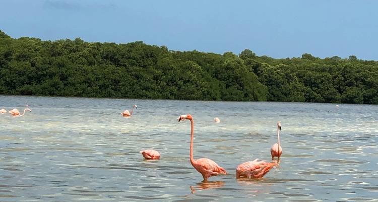 Riviera Maya Cenote Tour: a Fantastic Adventure in Yucatan and Quintana Roo - Vibe Adventures 9