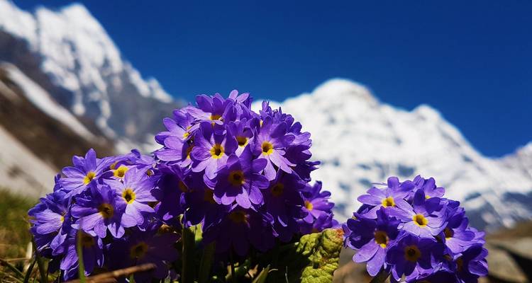 Trek court du camp de base de l'Annapurna - 7 jours - Peregrine Treks and Expedition Pvt Ltd 3