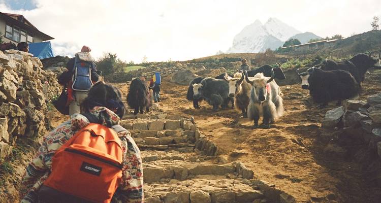 Mensen die een stenen pad bewandelen met yaks op de voorgrond.