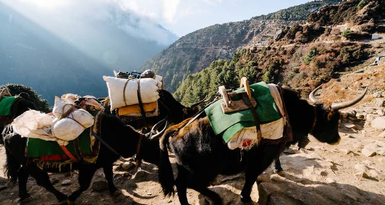 Pakdieren beladen met voorraden die langs een bergachtig pad trekken.
