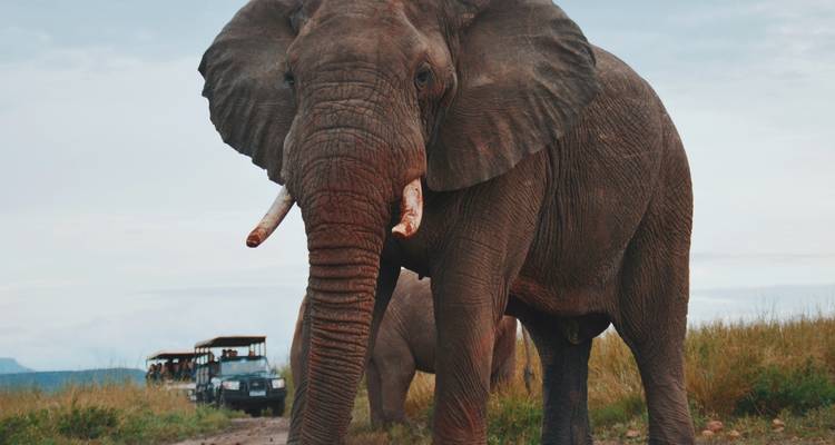 Ciudad del Cabo, Kruger y Cataratas Victoria ( Alojamiento de lujo ) - Little Roz Tours 4