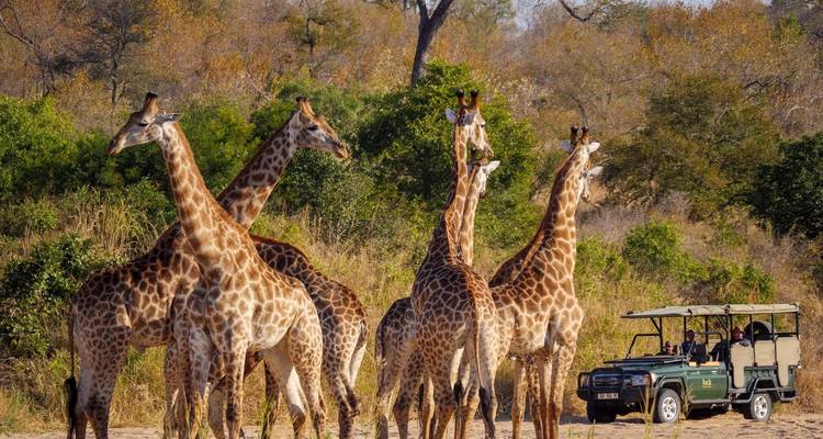 Le Cap, Kruger et les chutes Victoria - Little Roz Tours 7