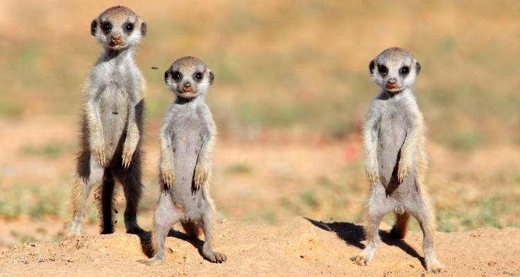 Lo mejor de Namibia en 7 días desde Windhoek - Little Roz Tours 6