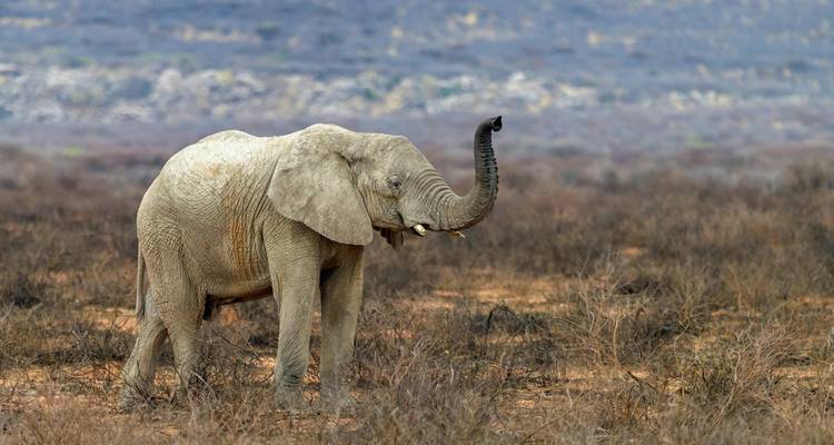 Lo mejor de Namibia en 7 días desde Windhoek - Little Roz Tours 10