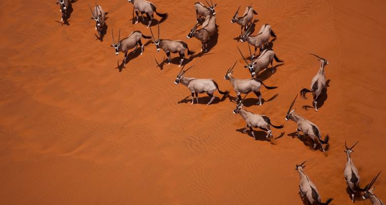 Circuit de 10 jours dans le désert du Kalahari, Sossusvlei, Swakopmund et le parc national d'Etosha - Little Roz Tours 4
