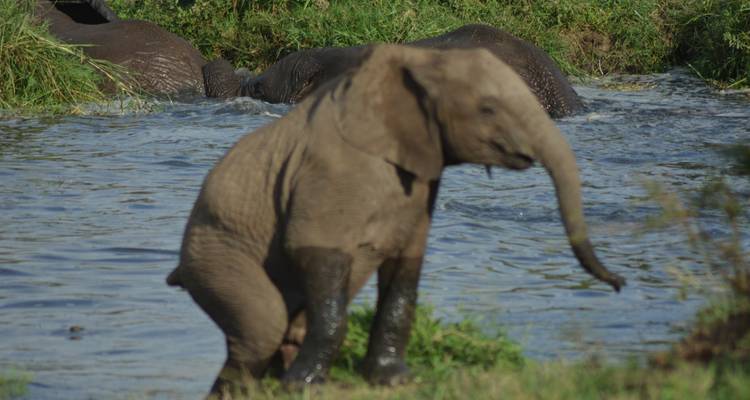 4 African wildlife encounter Tanzania - Maasai African Guides and DMC Ltd 10