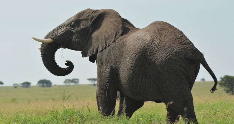 4 African wildlife encounter Tanzania - Maasai African Guides and DMC Ltd 3