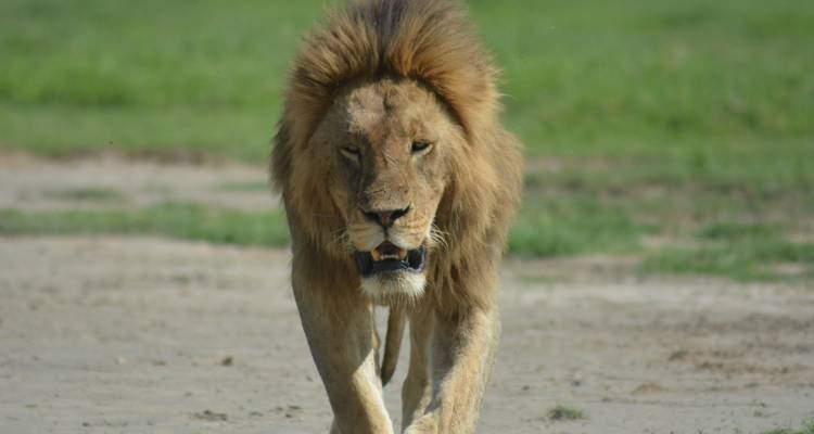 4 African wildlife encounter Tanzania - Maasai African Guides and DMC Ltd 8