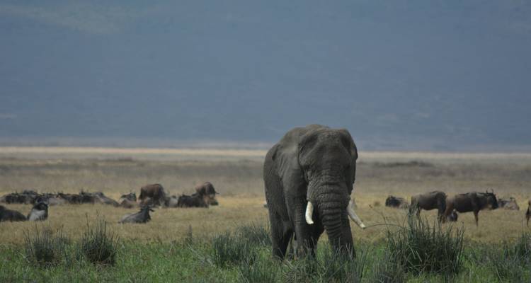 La escapada definitiva: safari de 5 días en acampada por Tanzania - Maasai African Guides and DMC Ltd 1