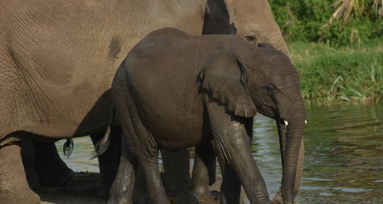 La escapada definitiva: safari de 5 días en acampada por Tanzania - Maasai African Guides and DMC Ltd 2