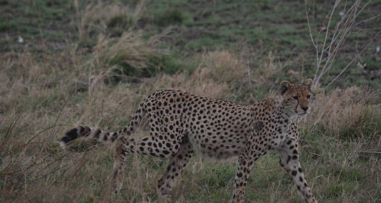 La escapada definitiva: safari de 5 días en acampada por Tanzania - Maasai African Guides and DMC Ltd 3