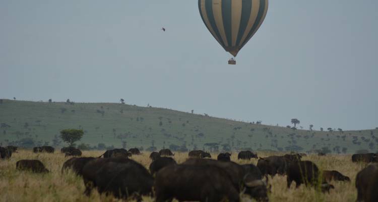 La escapada definitiva: safari de 5 días en acampada por Tanzania - Maasai African Guides and DMC Ltd 6