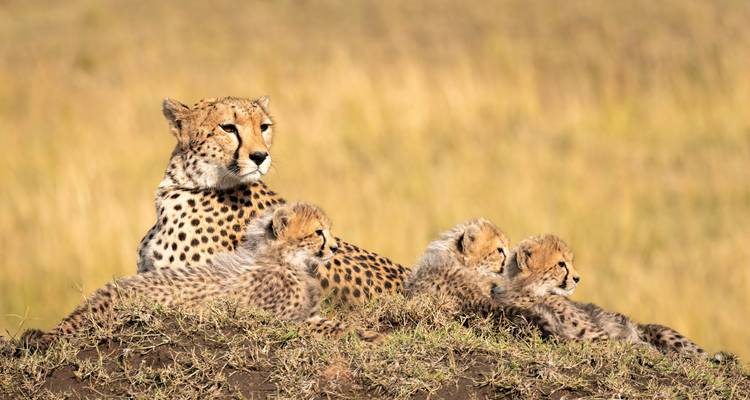 Safari privé au Kenya avec le parc national d'Amboseli - Globus 4