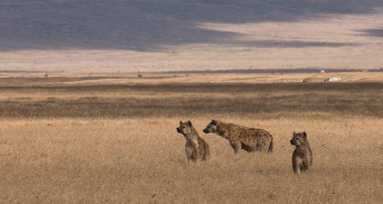 Safari privado en Tanzania - Globus 6