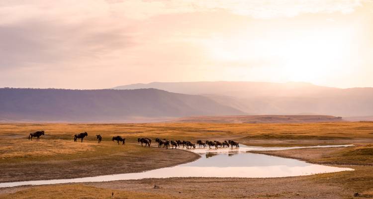 Safari privado en Tanzania - Globus 8