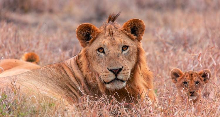 Primer plano de un león y un cachorro descansando en hierba alta.