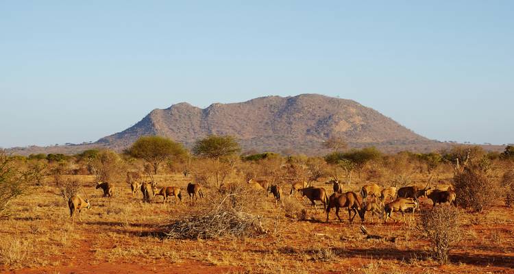 Giraffen en antilopen in een savannalandschap met heuvels.