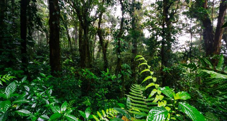 Merveilles indépendantes du Costa Rica - Globus 7
