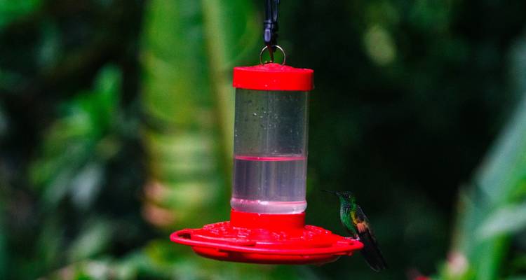 Independent Costa Rica Wonders with Guanacaste - Globus 4