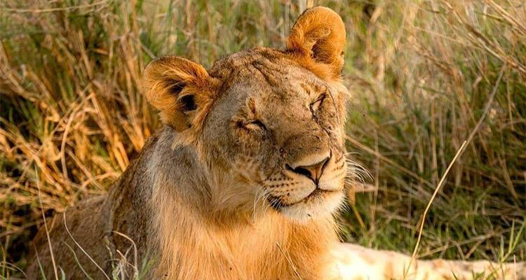 Close-up of a lion resting in the grass.