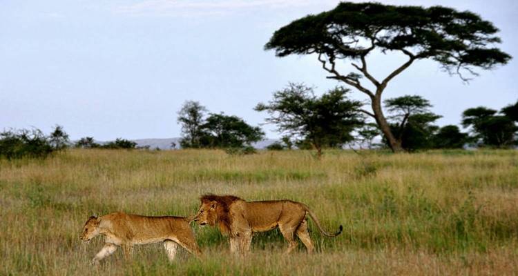 Two lions walking in a grassy savannah with an acacia tree.