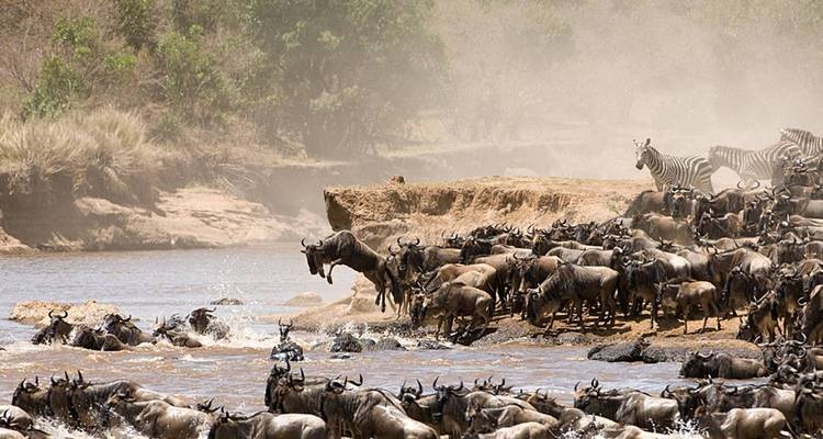 Wildebeest crossing a river with zebras observing.