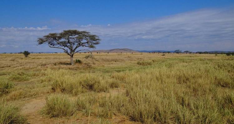 Savannah landscape with a lone acacia tree.